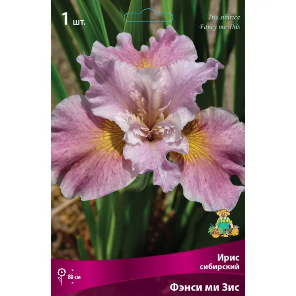 Ирис сибирский «Фэнси ми Зис» разбор I