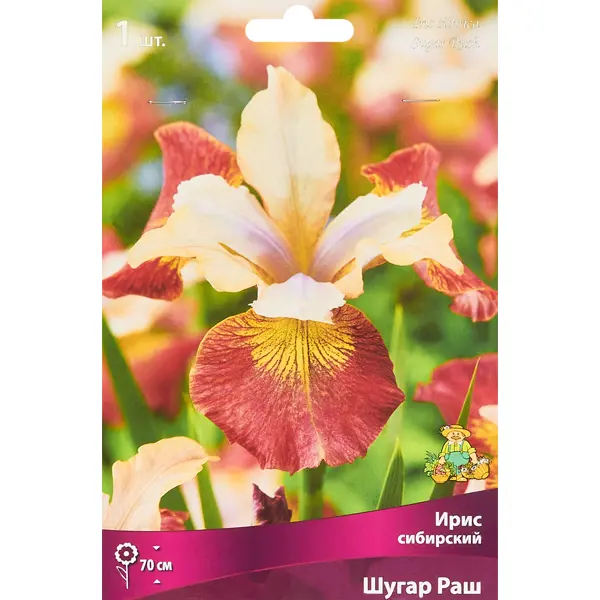 Ирис сибирский Шугар Раш 1 шт.